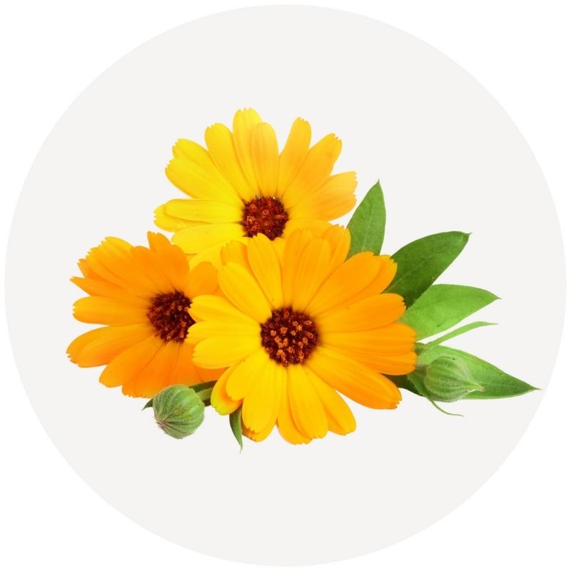 Calendula